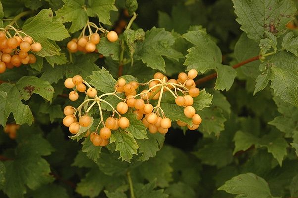 Viburnum opulus Xanthocarpum