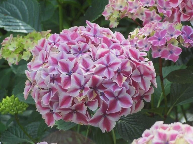 Hydrangea Harlequin