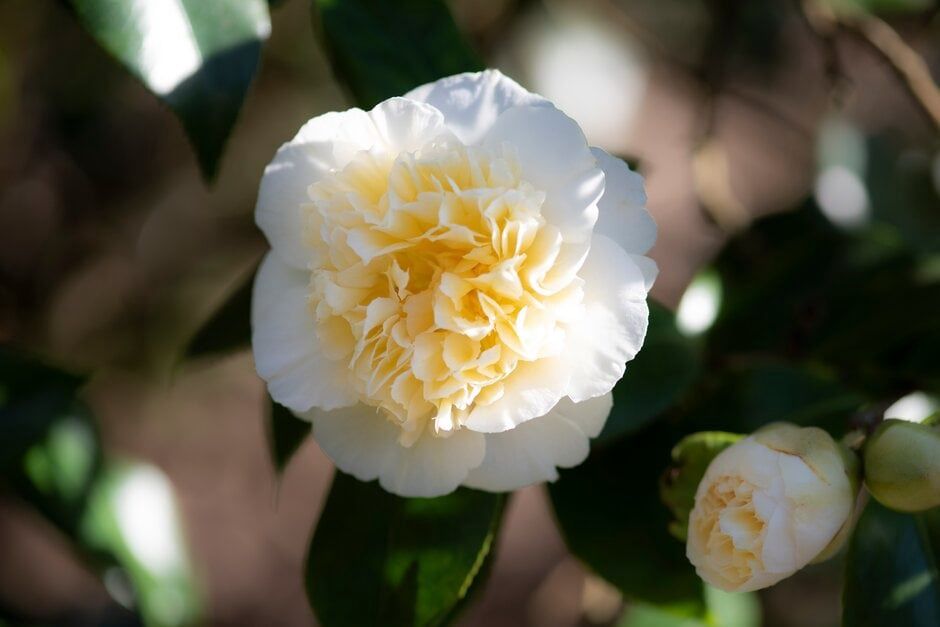 Camellia Gweneth Morey