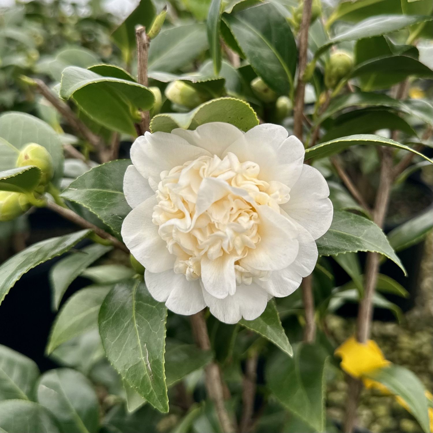 Camellia Man Size