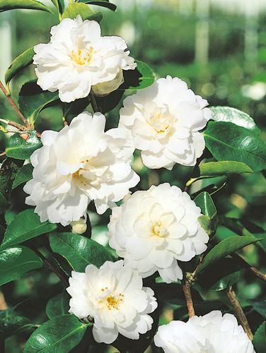 Camellia Moonlight (Mine-No-Yuki) - 1.5Ltr (20/50cm)