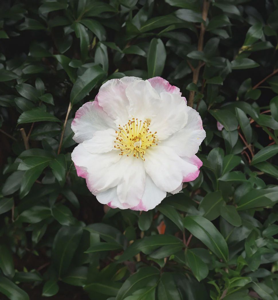 Camellia Paradise Vanessa 6L