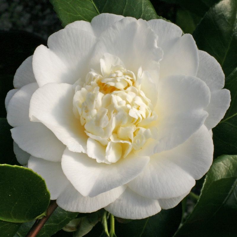 Camellia Shiro Chan - 2.5L (60)