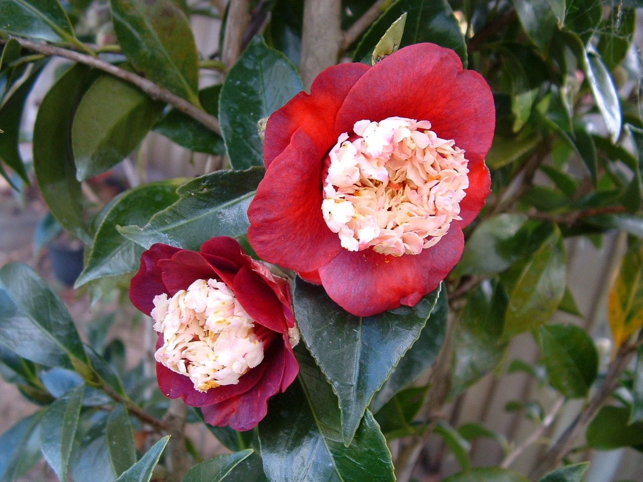 Camellia Tinsie