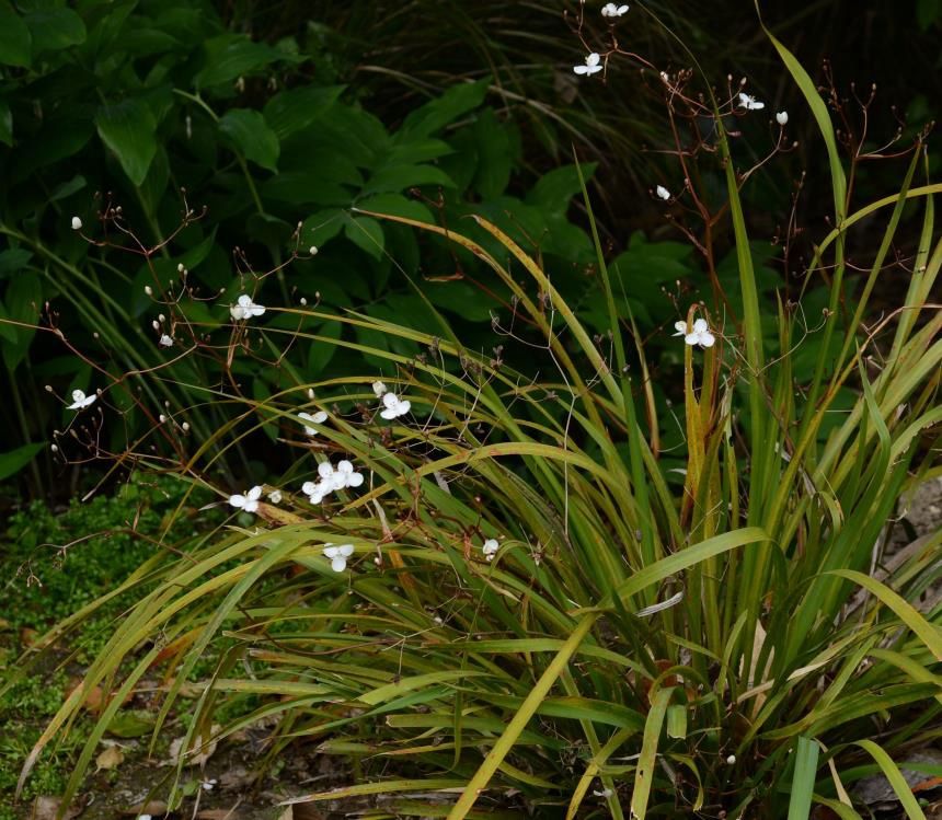 Libertia flaccidfolia