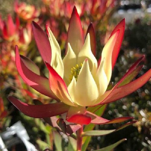 Leucadendron Amy