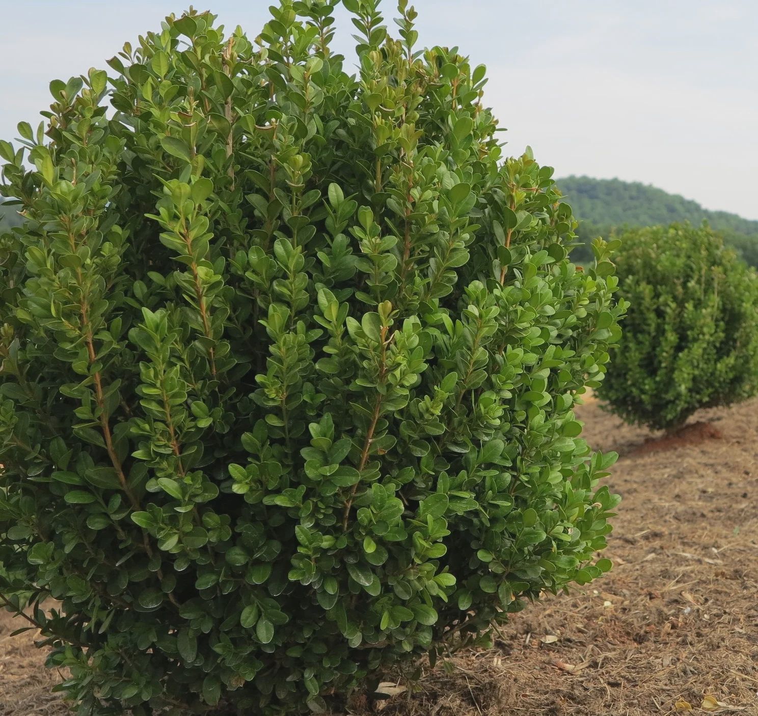 Buxus New Gen Independance
