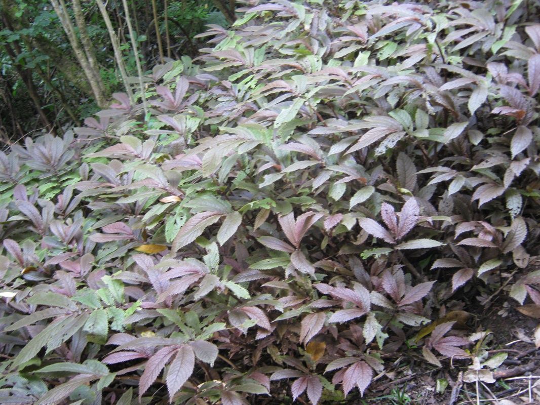 Elatostema rugosum - (25/30)