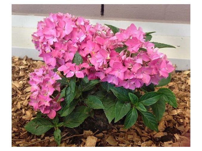 Hydrangea Piamina - Pb6.5/3.5Ltr