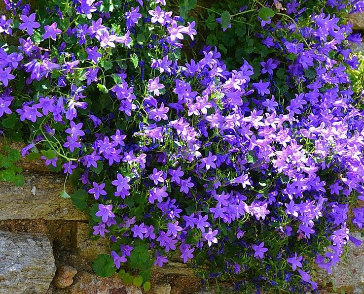 Campanula Resholdts Blue - 1.4Ltr