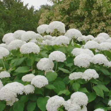 Hydrangea Grandad - Pb5/Pb6.5