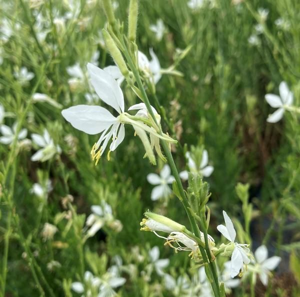 Gaura So White - 2Ltr (60)