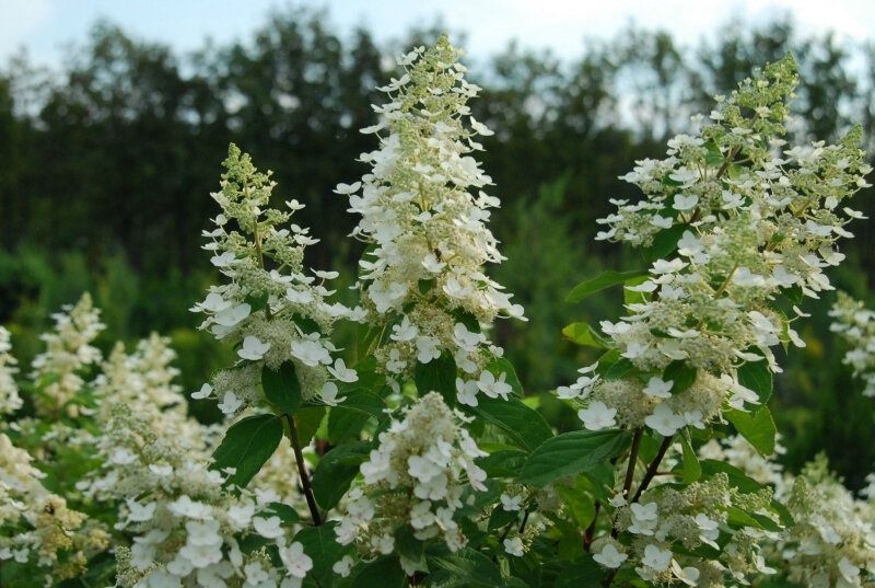Hydrangea Kyushu - Pb5/Pb6.5