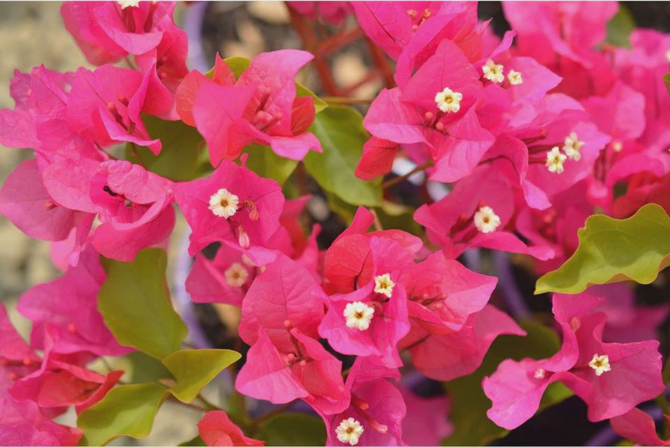 Bougainvillea Killie Campbell