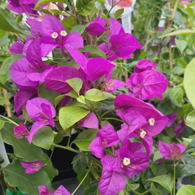 Bougainvillea Purple Patch