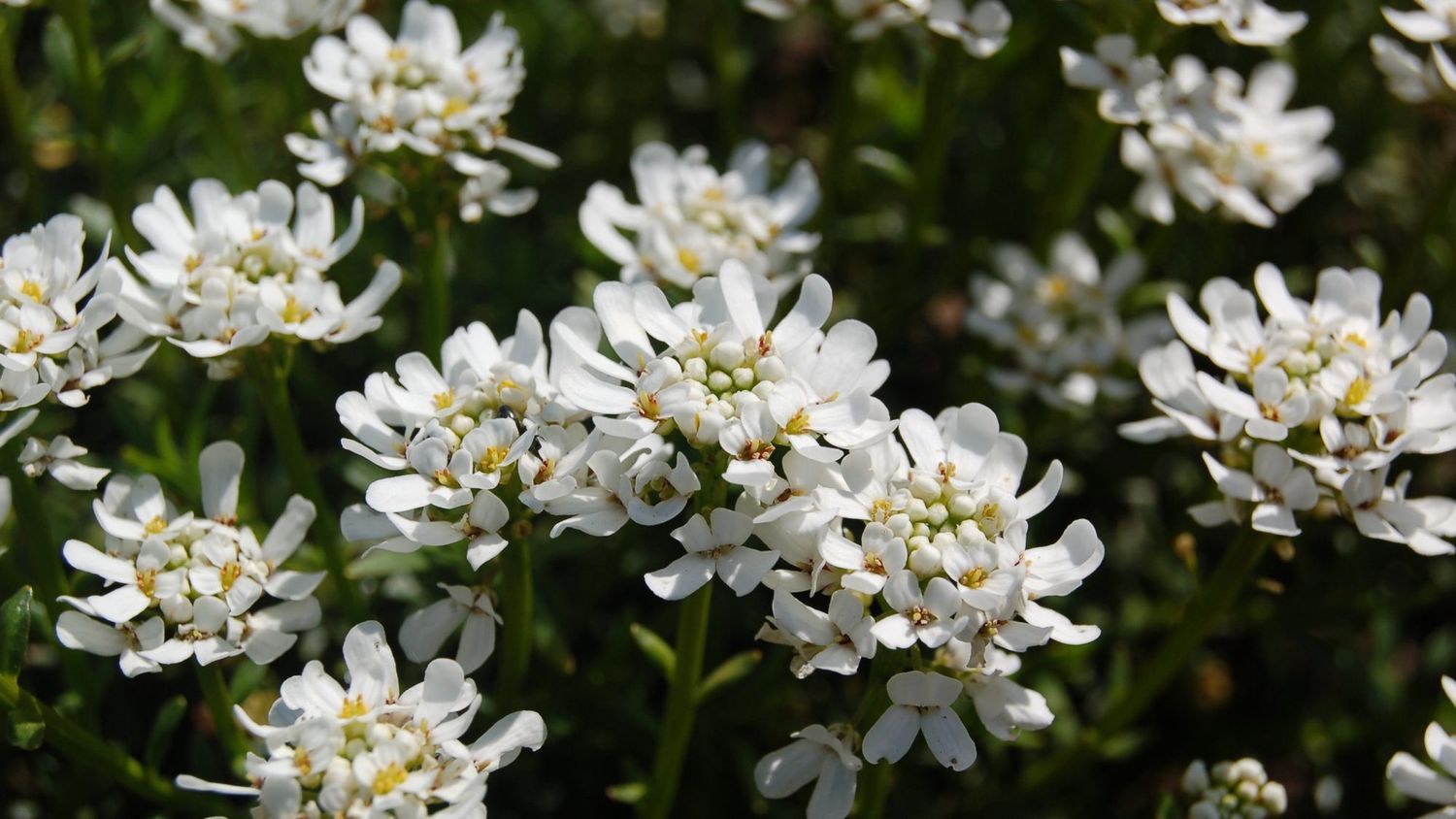Iberis semperflorens
