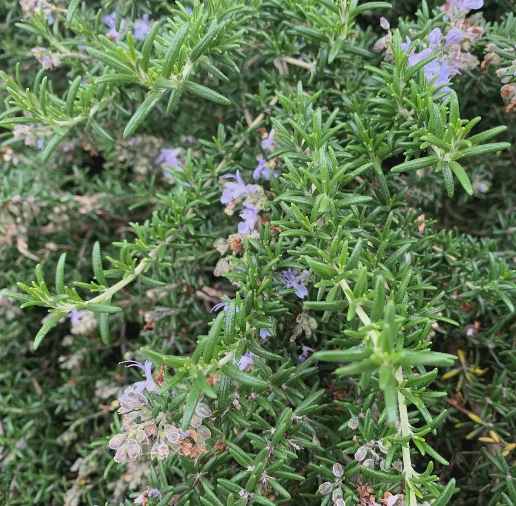 Rosmarinus Masons Finest