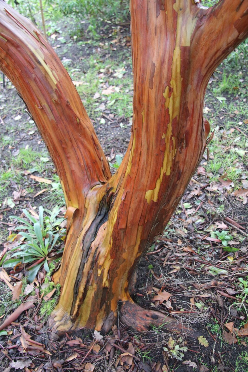 arbutus andrachnoides