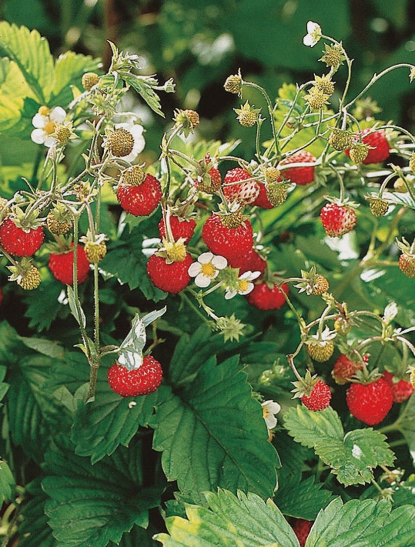 fragaria vesca