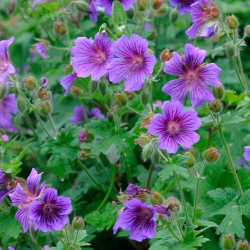 Geranium himalayense