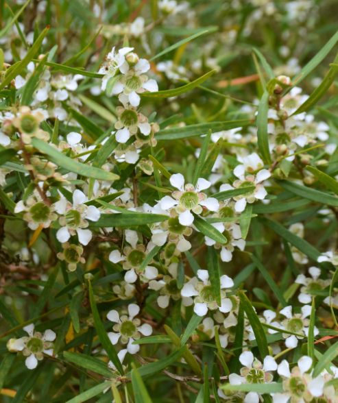 Leptospermum petersonii