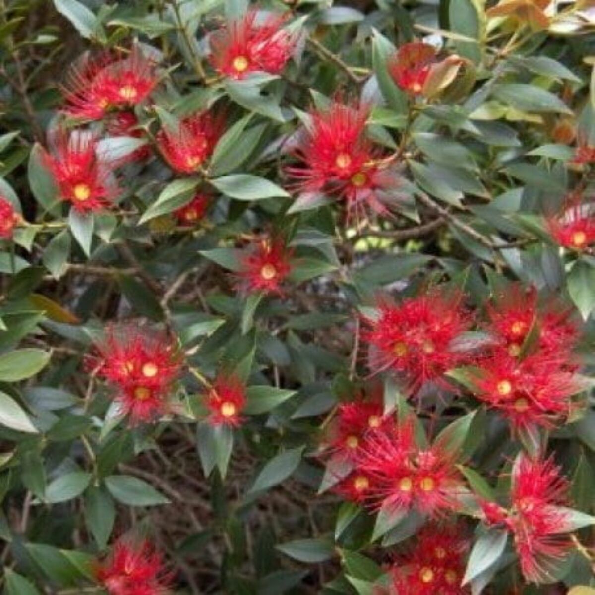 Metrosideros umbellata Red Tips