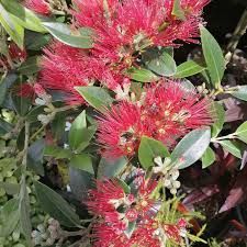 Metrosideros x Maungapiko