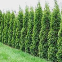 Thuja Smargd-120/140cm