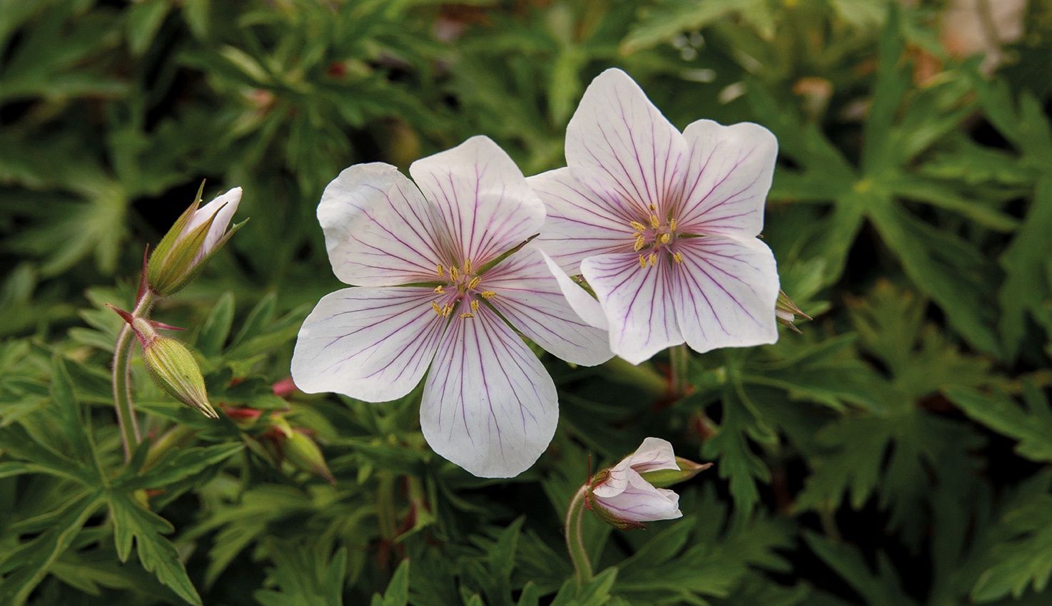 Geranium c. Kashmir White