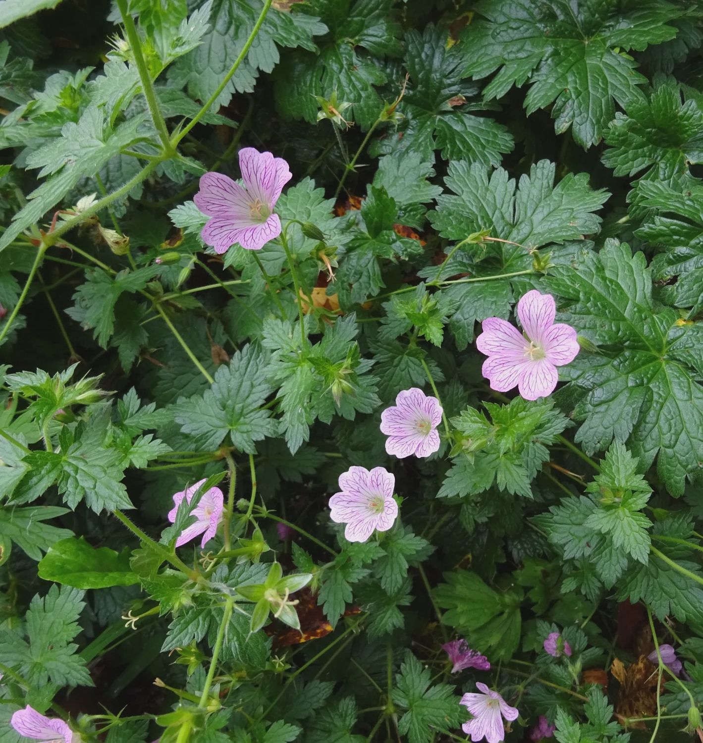 Geranium x Pearl Boland