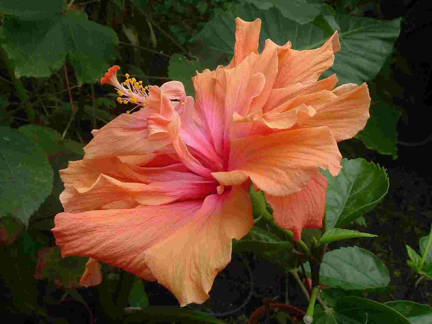 Hibiscus D J O'Brien