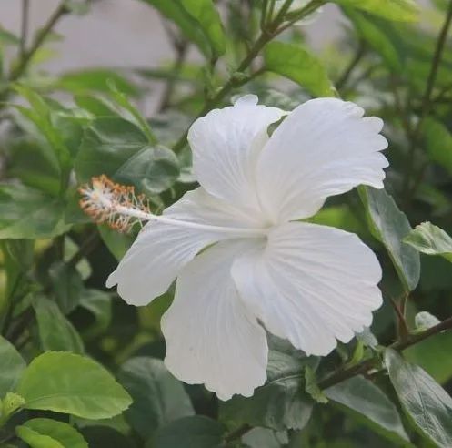 Hibiscus Dainty White