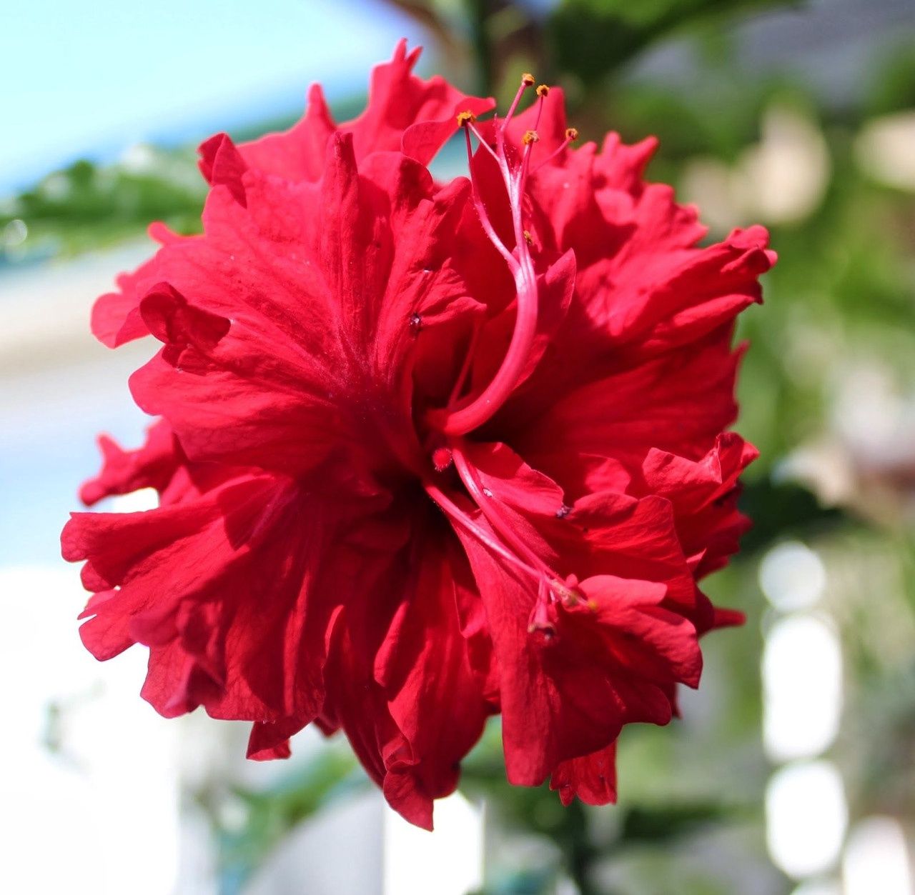Hibiscus Hiawatha