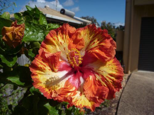 Hibiscus Lady Cilento