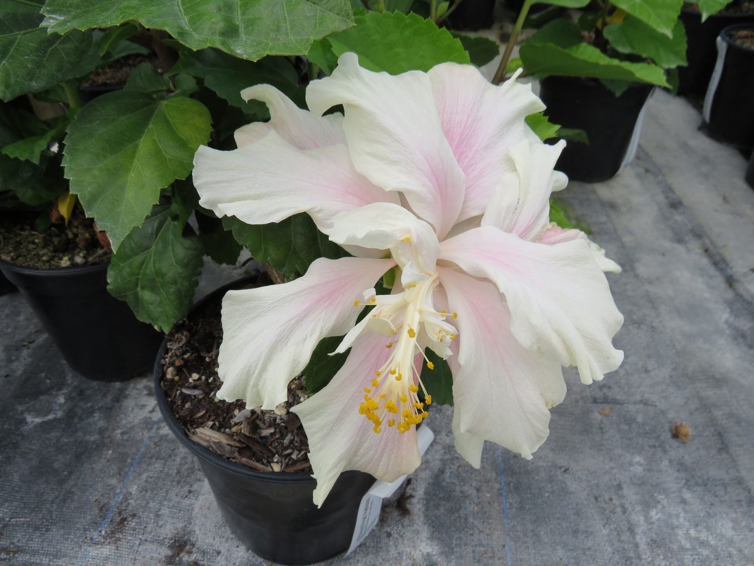 Hibiscus Pearl Harbour - 2.5Ltr