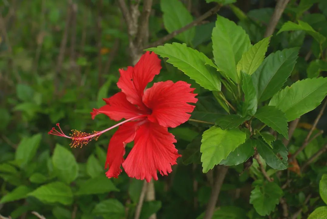 Hibiscus Psyche