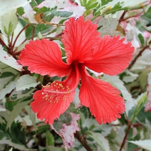 Hibiscus Silver Queen