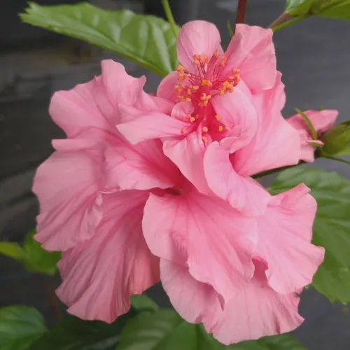 Hibiscus Suva Queen