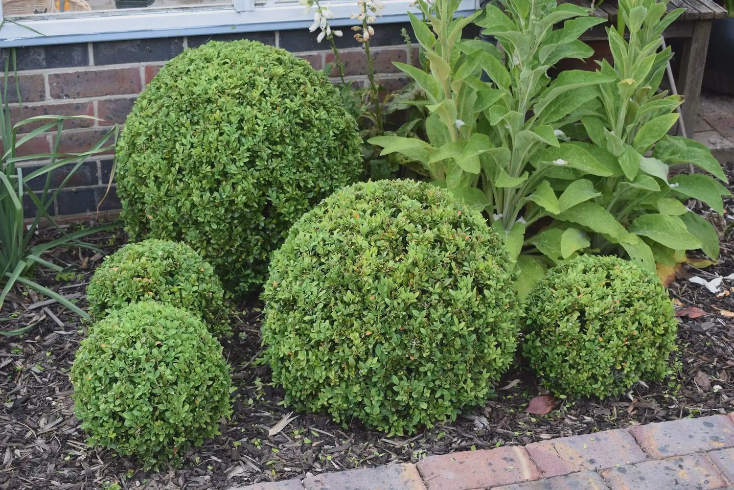 Buxus Freedom - Ball trimmed