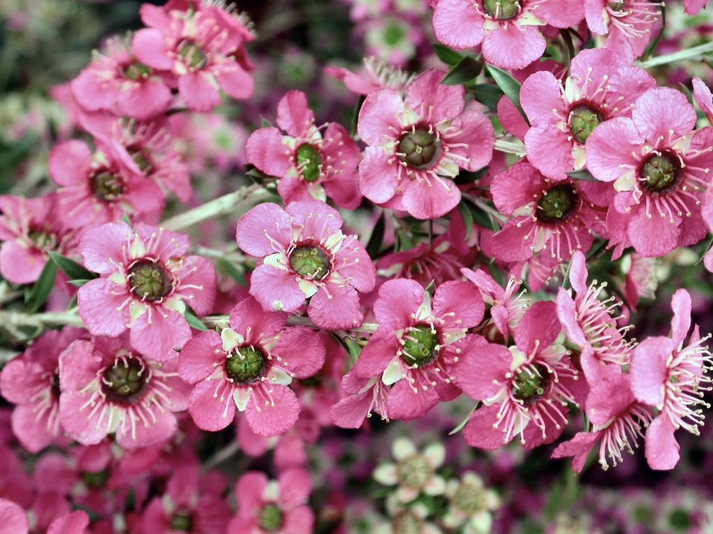 Leptospermum x Merinda