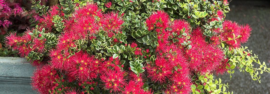 Metrosideros carminea Icy Inferno