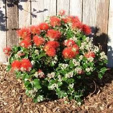 Metrosideros c. Crimson Glory