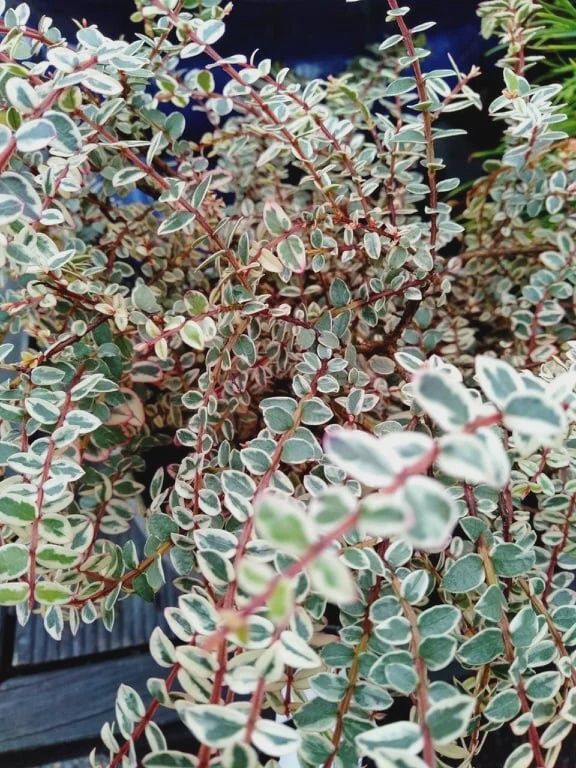 Metrosideros diffusa Crystal Showers