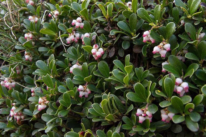 Arctostaphylos Radiant, Bearberry - 2.4L