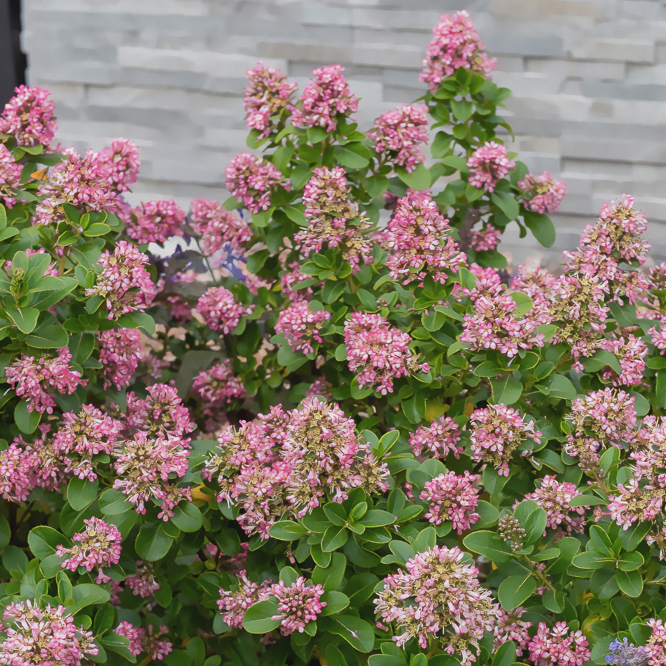 Escallonia Pink Elle