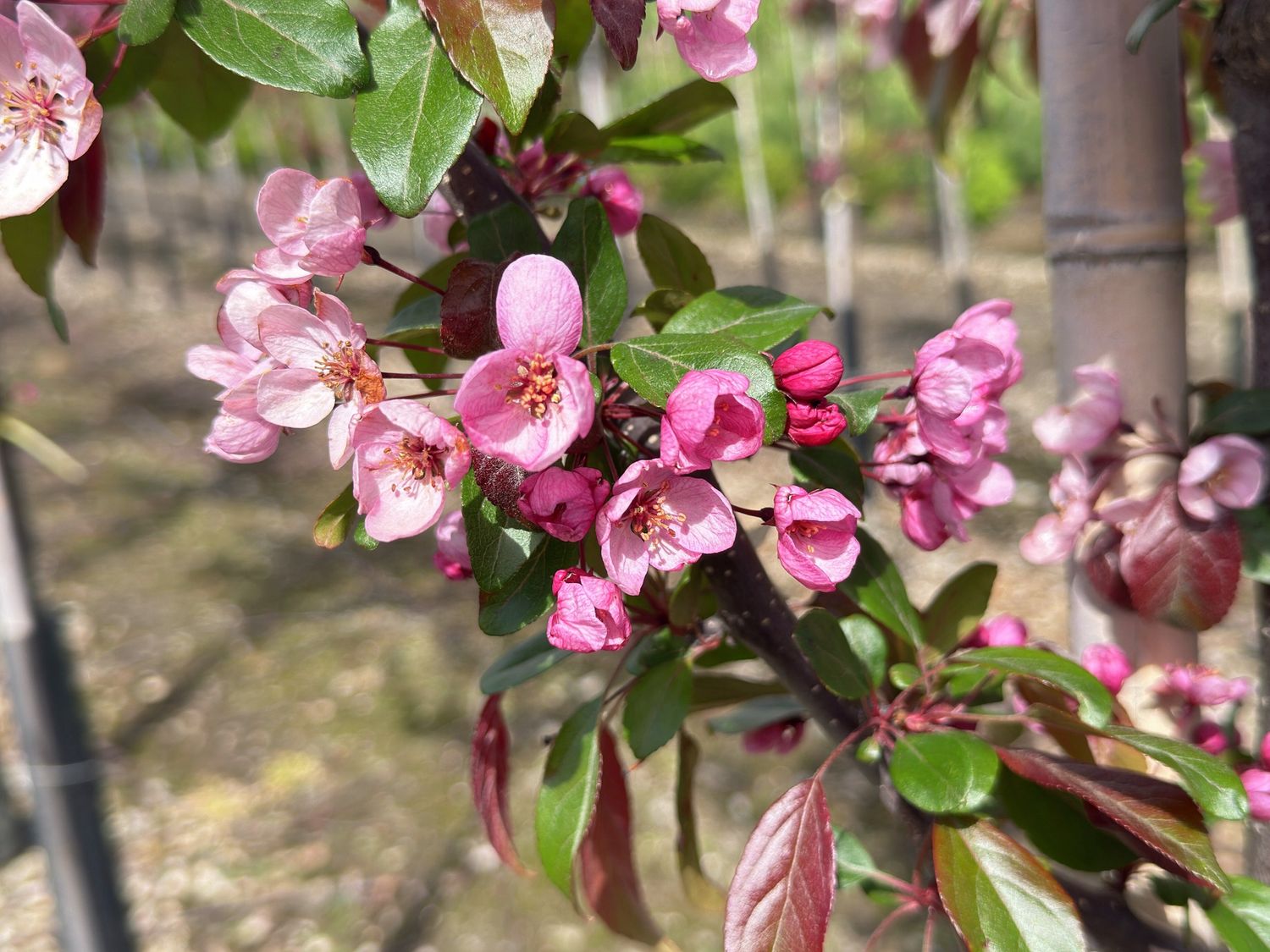 Malus Ellerslie- 1.8 m weeping standard