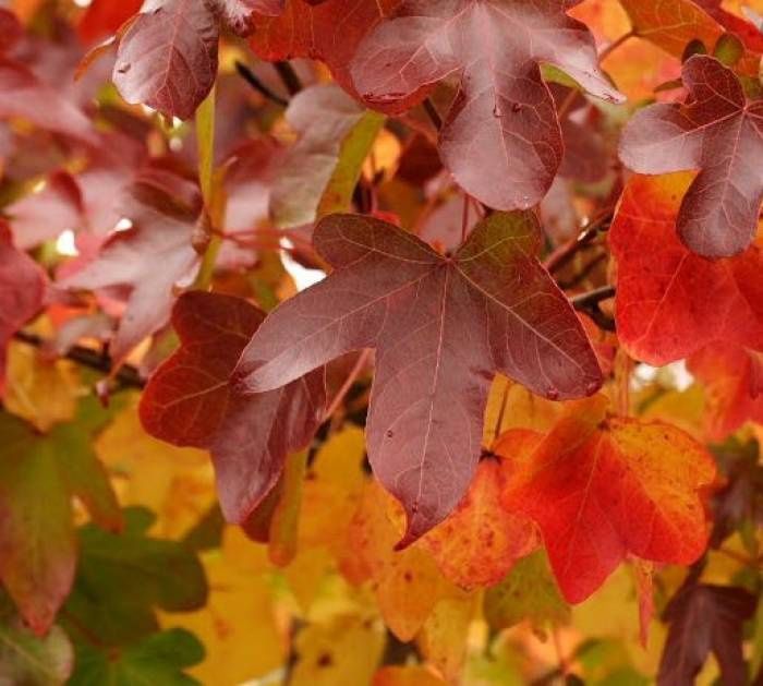 Liquidambar styraciflua Rotundiloba