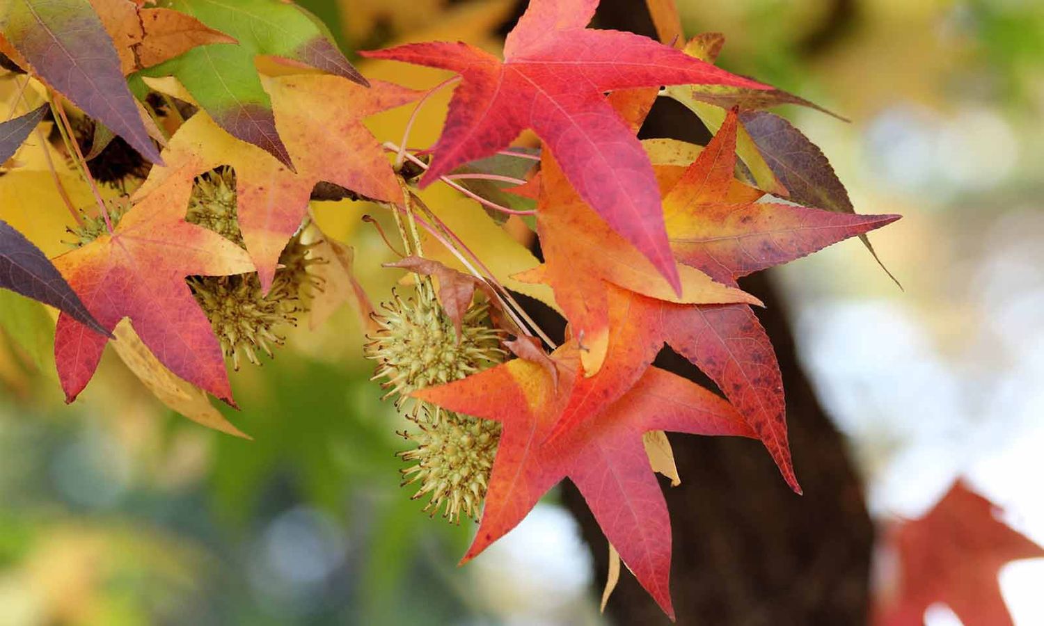 Liquidambar styraciflua, Sweetgum - Pb12/Pb28 Large Seconds Grade