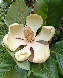 Magnolia delavayi