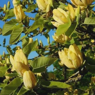 Magnolia Koban Dori - Pb28